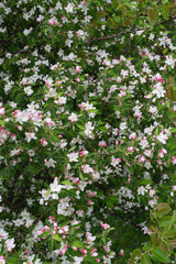 Obraz na płótnie Canvas Lush flowering of many blossoms of apple tree in spring