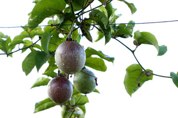 fresh red passion fruit on white background