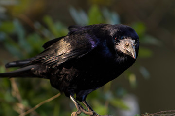 rook on a branch