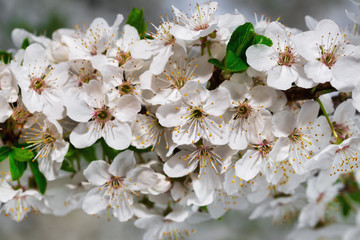 Vintage photo of white cherry tree flower in spring