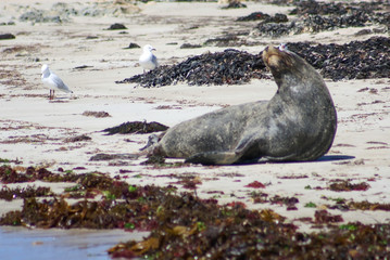 sealion on beach
