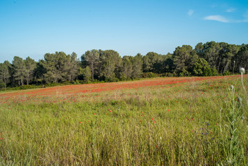 landscape with wheat field and blue sky