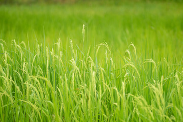 Fototapeta na wymiar Yellow paddy rice plant. spike rice field
