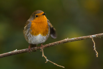 robin on a branch