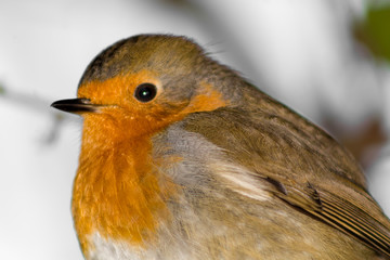 portrait of a robin
