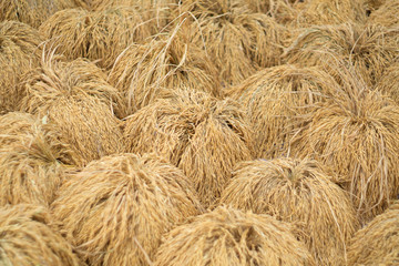 Dry paddy rice seed over ground against sunlight