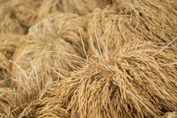 Dry paddy rice seed over ground against sunlight