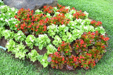 Red and white begonia in garden