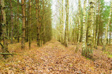 Fototapeta premium birch alley, selective focus with shallow depth of field, warm filter