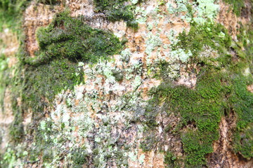 Moss growing on the concrete floor.