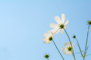 back of white cosmos flowers on the sky background