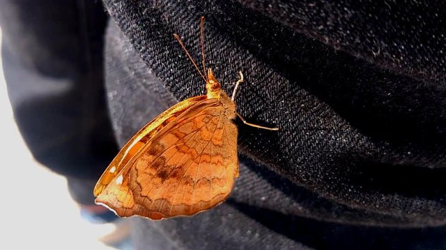 Ariadne merione, is an orange butterfly with brown lines, sitting on the black cloth and struggling with heavy wind.