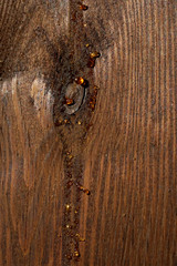 knots with frozen resin drops on a wooden beam