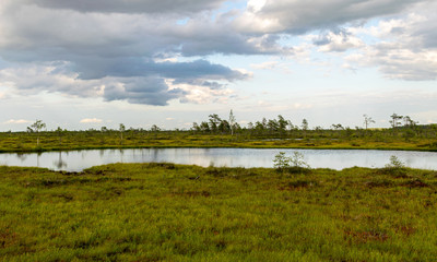 beautiful bog landscape on a sunny summer day