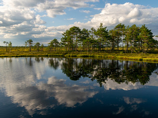 beautiful bog landscape on a sunny summer day