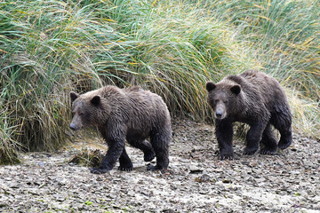 Fototapeta premium zwei Bärenkinder