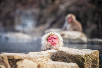 Japanese Snow monkey portrait in winter