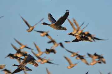 The greater white-fronted goose (Anser albifrons)