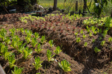 Growing vegetables organic by planting using the soil in a rural area far from pollution in the city is reducing the use of chemicals in planting which will be good for consumers.
