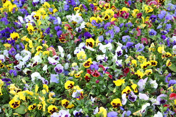 viola tricolor pansy, flowerbed 