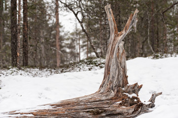 Large driftwood tree laying in a white snow