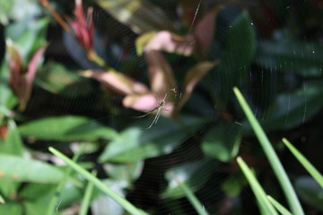 Spider