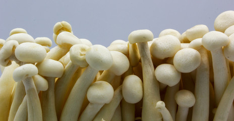  shimeji mushrooms