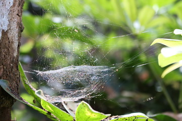 Web
