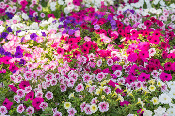 Obraz premium Beautiful flowers blooming in garden