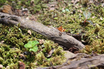 Wood
