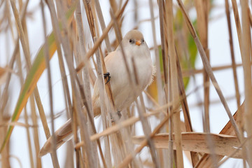 The bearded reedling - Panurus biarmicus - is a small songbird