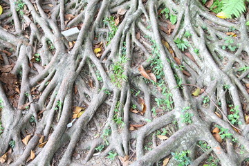 banyan root background 