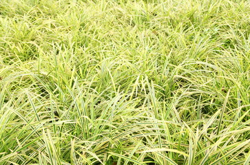 Close up of the fresh leaves of the chlorophytum 