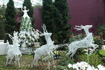 Reindeer