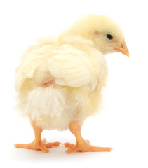 Small yellow chicken
