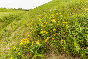 Landscape with Common fleabane, Pulicaria dysenterica, flowering with yellow flowers and with gray-green leaves is native to Eurasia, belongs to the Compositae or Asteraceae and is a perennial plant