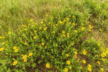 Common fleabane, Pulicaria dysenterica, flowering with yellow flowers and with gray-green leaves is native to Eurasia, belongs to the Compositae or Asteraceae and is a perennial plant