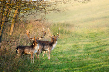 Fallow deer - Dama dama in the forest