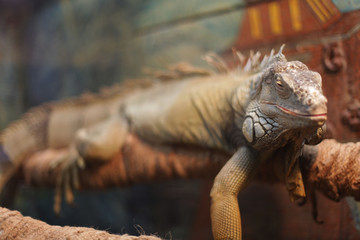 Iguana sleeps, perched on a branch in a terrarium, a reptile from Central America and southern Mexico.