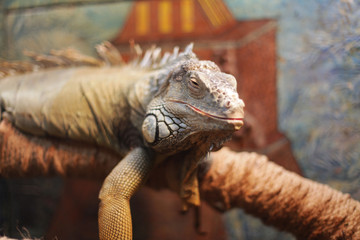 Iguana sleeps, lies on a branch and is found in a terrarium, a reptile from Central America and southern Mexico.
