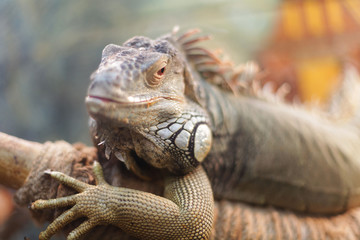 Merry iguana looks directly at the viewer and sits on a branch, a reptile from Central America and southern Mexico.