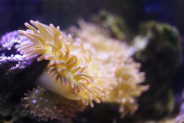 Plakat Coral at the bottom of the ocean, is at a depth of in its habitat.