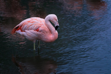 A Chilean Flamingo stood in profile in a cold lake on the wetlands in the UK
