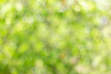 Plakat Abstract green bokeh background. Nature bokeh. Green bokeh. Use as Global Warming background.