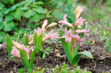 Blooming pink hyacinths in the garden