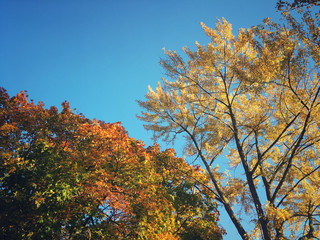 Fototapeta premium Autumn trees