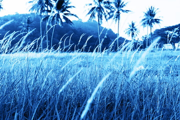 Wild meadow grass on foreground and palm trees