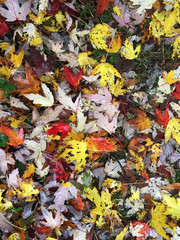 Autumn leaves on the ground