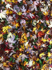 Autumn leaves on the ground