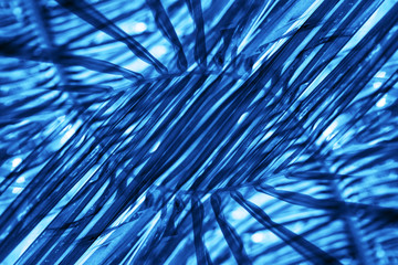 Abstract natural pattern tropical palm trees toned